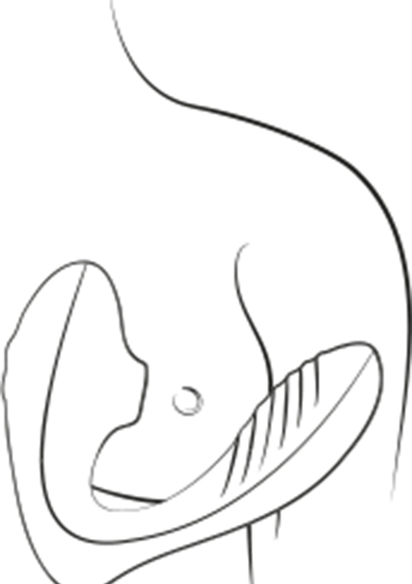 Romp Reverb PURPLE - 9