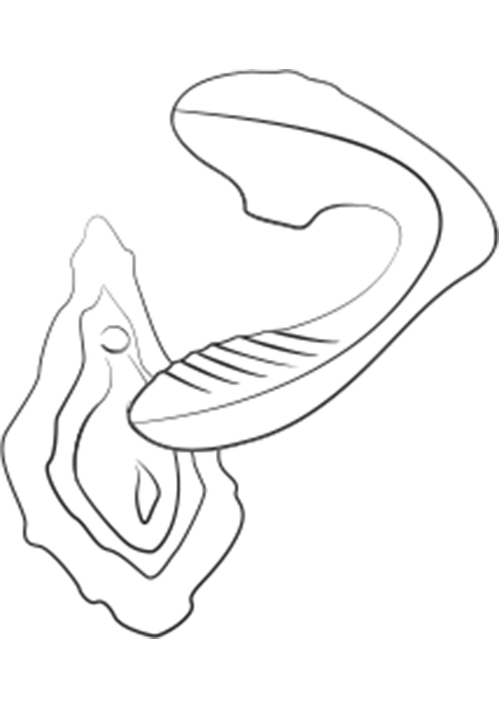 Romp Reverb PURPLE - 17