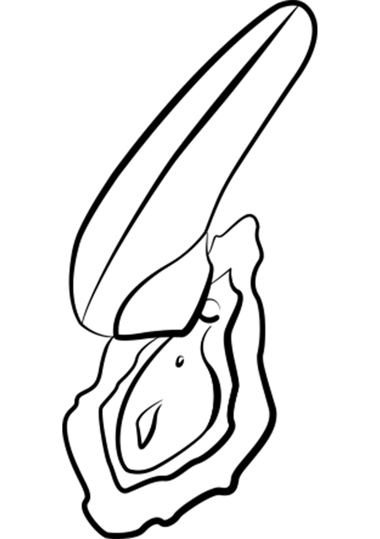 Romp Switch X ORANGE - 3